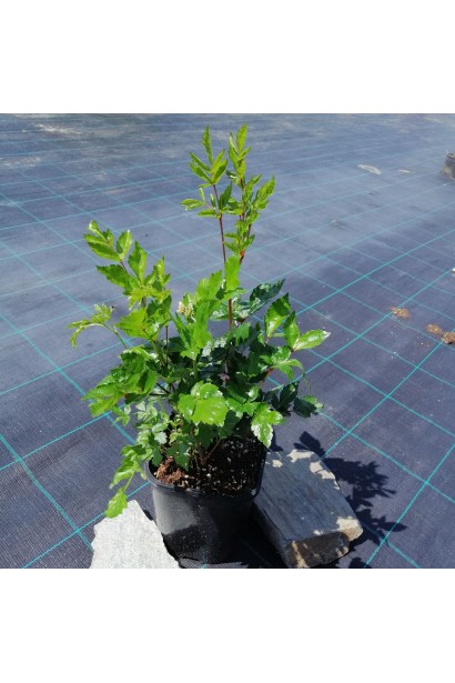 Астильба китайська в горщику